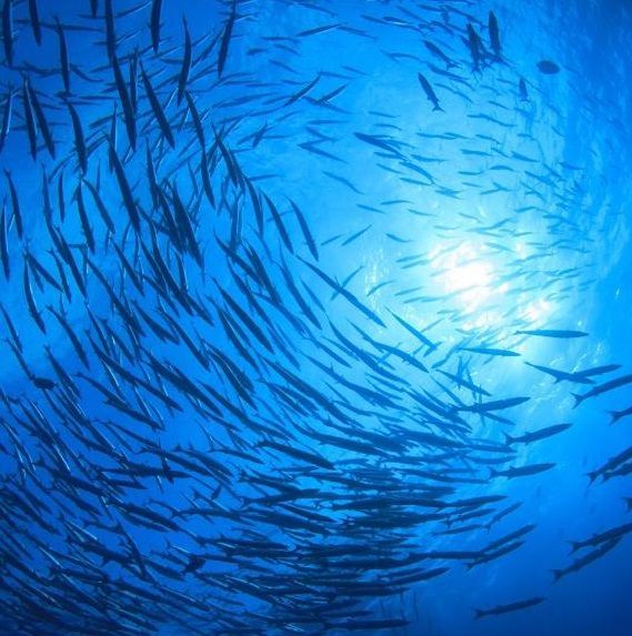 G42 collaboration to advance oceanic research to protect the marine environment