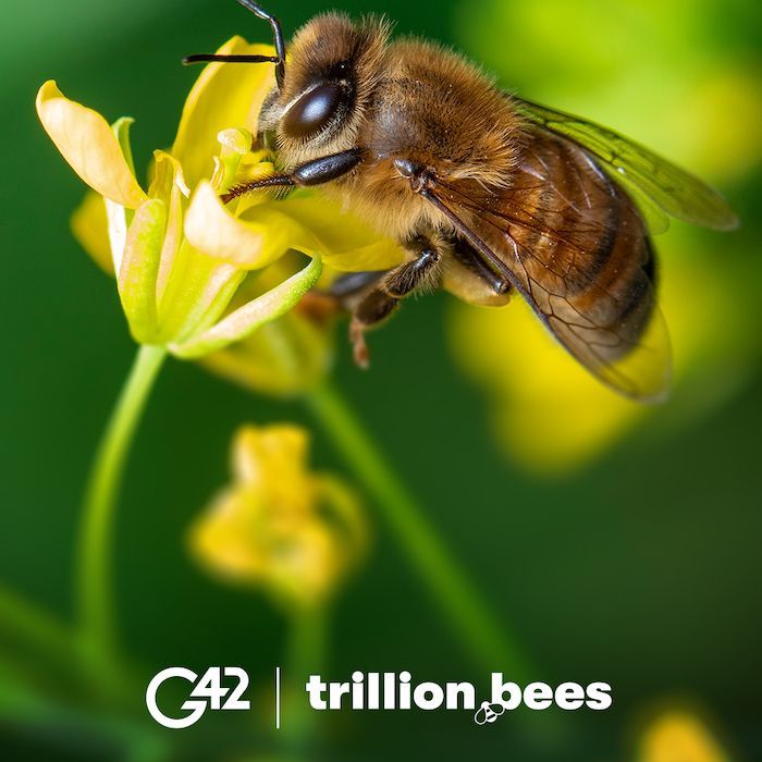 Trillion Bees Coalition launches at COP28